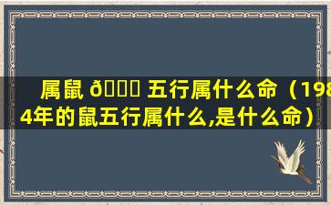 属鼠 🐕 五行属什么命（1984年的鼠五行属什么,是什么命）